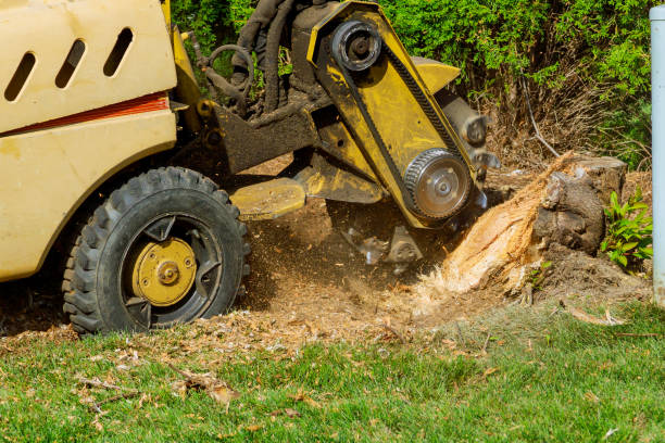 Tree Health Inspection in Easley, SC